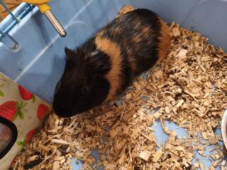 Продам морскую свинку