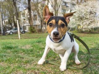 Мальчик ищет вязку