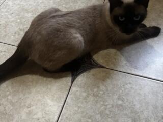 Тайская кошка ищет вязку