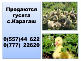 Продаются домашние гусята.