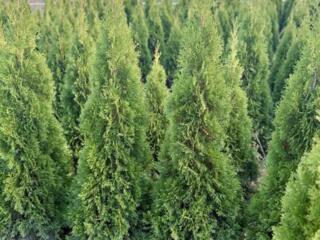 Tuia Smaragd 1m - 1,6m