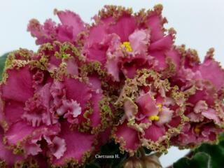 Фиалки 60 сортов доставим