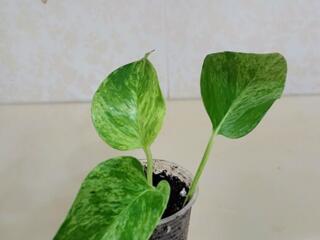 Монстера Альба, сциндапсусы эпипремнумы Доставка