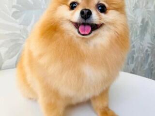 Грумер- Стрижка собак и кошек Бельцы