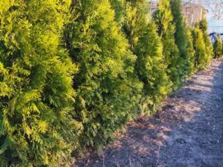 Продам тую смарагд