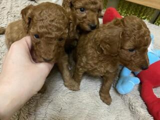 Продаются щенки пуделя