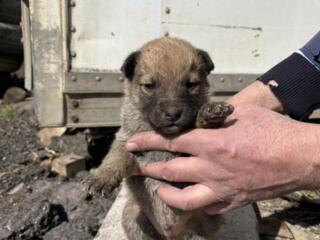 Щенки в добрые руки бесплатно