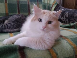 Котик в добрые руки!