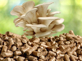 Peleți din lemn de Stejar 100% pentru cultivarea Ciupercilor