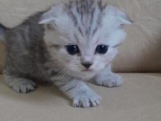 Продаются котята