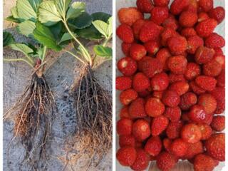 Продам саженцы клубники