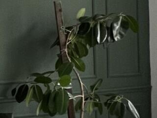 Продам комнатные цветы