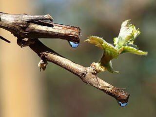 КАЧЕСТВЕННО ОБРЕЖУ и подвяжу деревья, виноград, кустарники и т. д.!