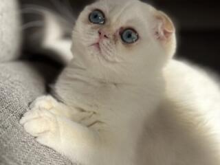 Продам шикарных котят золотой шиншиллы