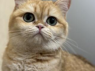 Шотландская золотая шиншилла