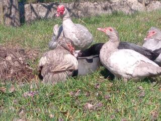 Продам яйцо индоутки