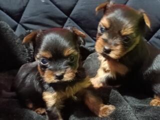 Щенки Йоркширского терьера