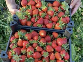 СБОР УРОЖАЯ! ЯГОДЫ И ФРУКТЫ