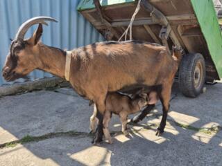 Продам козу с козлята