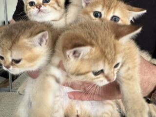 Шотландские котята Золотая шиншилла