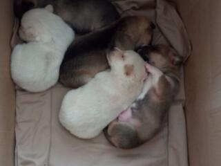 Отдам в добрые руки!