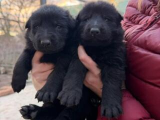 Продаются щенки немецкой овчарки(чёрные)