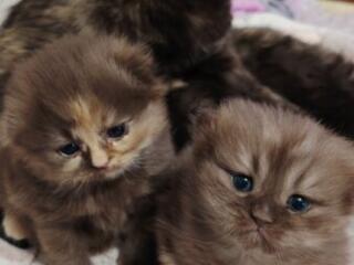 Бронь и продажа котят