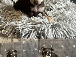 Продам щенка Той терьер супер мини