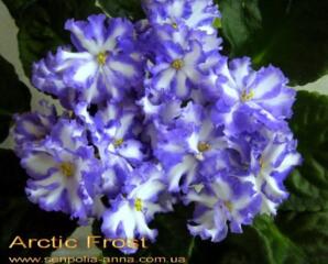 Фиалки более 60 сортов с доставкой