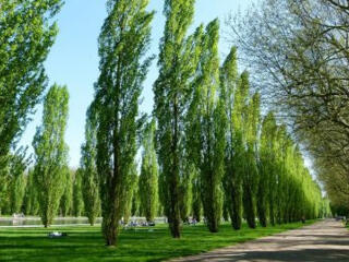 Куплю деревья