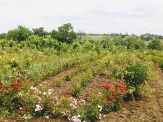 Продам дом в Онисково. Дом полностью под реконструкцию. Расположен на 