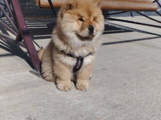 Продам щенка чау-чау мальчик 4 месяца(мешок корма в подарок)