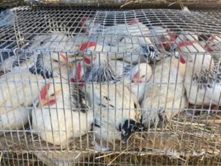 Продаются цыплята