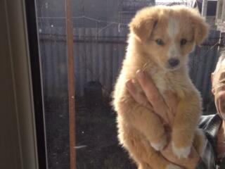 Ищут дом маленькие хвостики счастья!