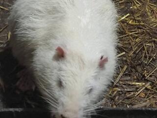 Крупная порода нутрий!