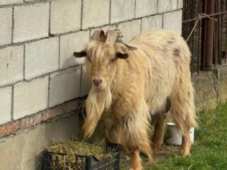 Продается козел