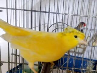 Продам: кенар, зеленуха, репел, щегол