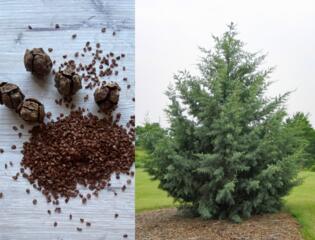 Продам семена Кипариса аризонского