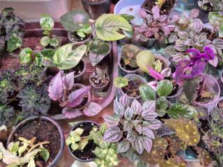 Продам комнатные цветы в большом ассортименте.