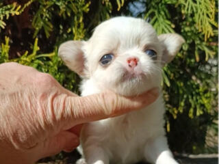 Чихуахуа резервирование