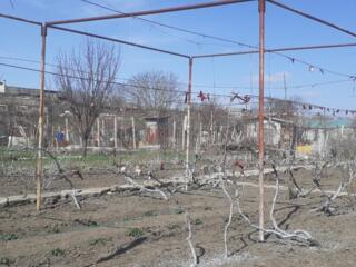 Продам огород на Липканах у Днестра!