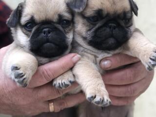 Продаются щенки мопса 