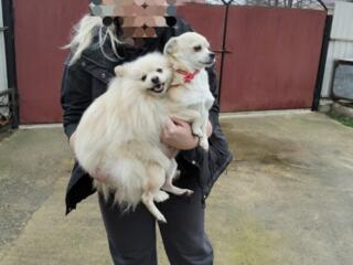 Щенки шпица и чихуашек