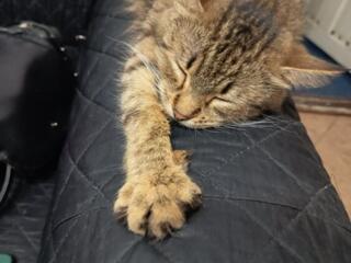 Передержка кошек Бельцы