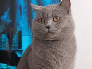 Вязка британец