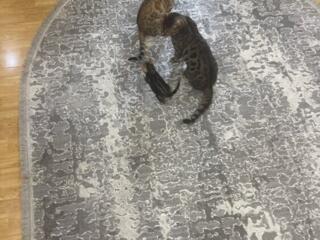 Бенгальские котята