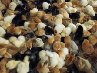 Суточные цыплята 17 рублей.