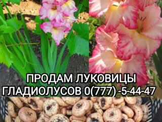 Продам луковицы гладиолусов