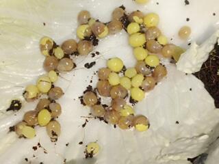 Улитка ахатина