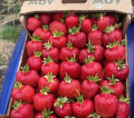 Rasad de capsuna soiuri devremi, tirzii si remontante-multeanuale!